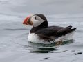 Atlantic Puffin - JUNE 18 2022 - Seal Island NWR  - Knox County - Maine