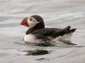 Atlantic Puffin - JUNE 18 2022 - Seal Island NWR  - Knox County - Maine