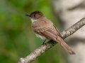 Eastern Phoebe - JUNE 1 2022 - Brownfield Bog WMA - Oxford County - Maine
