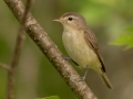 Warbling Vireo - JUNE 1 2022 - Brownfield Bog WMA - Oxford County - Maine