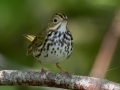Ovenbird - JUNE 7 2022 - Acadia NP - Witch Hole Pond Carriage Path Loop - Hancock County - Maine