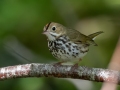Ovenbird - JUNE 7 2022 - Acadia NP - Witch Hole Pond Carriage Path Loop - Hancock County - Maine