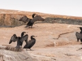 Great Cormorants (4 in foreground with a Double-crested Cormorant in background) - JUNE 18 2022 - Seal Island NWR  - Knox County - Maine