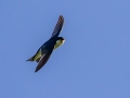 Tree Swallow - JUNE 5 2022 - Viles Arboretum - Kennebec County - Maine
