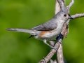 Tufted Titmouse - JUNE 5 2022 - Viles Arboretum - Kennebec County - Maine