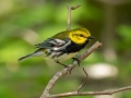 Black-throated Green Warbler - JUNE 7 2022 - Acadia NP - Witch Hole Pond Carriage Path Loop - Hancock County - Maine