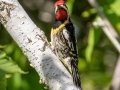 Yellow-bellied Sapsucker - JUNE 10 2022 - 04605 -Waltham US-ME - Hancock County - Maine