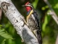 Yellow-bellied Sapsucker - JUNE 10 2022 - 04605 -Waltham US-ME - Hancock County - Maine