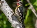 Yellow-bellied Sapsucker - JUNE 10 2022 - 04605 -Waltham US-ME - Hancock County - Maine