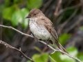 Eastern Phoebe - JUNE 1 2022 - Brownfield Bog WMA - Oxford County - Maine