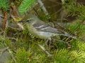Pine Warbler - JUNE 7 2022 - Acadia NP - Witch Hole Pond Carriage Path Loop - Hancock County - Maine