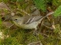 Pine Warbler - JUNE 7 2022 - Acadia NP - Witch Hole Pond Carriage Path Loop - Hancock County - Maine