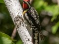 Yellow-bellied Sapsucker - JUNE 10 2022 - 04605 -Waltham US-ME - Hancock County - Maine