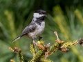 Black-capped Chickadee - JUNE 7 2022 - Acadia NP - Fabbri Parking Lot - Hancock County - Maine