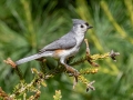 Tufted Titmouse - JUNE 7 2022 - Acadia NP - Duck Brook Road - Hancock County - Maine