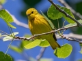 Yellow Warbler - JUNE 5 2022 - Viles Arboretum - Kennebec County - Maine