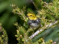 Black-throated Green Warbler- JUNE 7 2022 - Acadia NP - Duck Brook Road - Hancock County - Maine