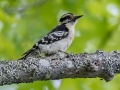 Downy Woodpecker - JUNE 1 2022 - Brownfield Bog WMA - Oxford County - Maine