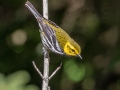 Black-throated Green Warbler- JUNE 7 2022 - Acadia NP - Duck Brook Road - Hancock County - Maine