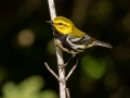 Black-throated Green Warbler - JUNE 7 2022 - Acadia NP - Witch Hole Pond Carriage Path Loop - Hancock County - Maine