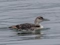 Common Loon - JUNE 13 2022 - Lubac Flats - Inn at the Wharf - Washington County - Maine