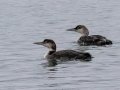 Common Loons - JUNE 13 2022 - Lubac Flats - Inn at the Wharf - Washington County - Maine