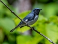 Black-throated Blue Warbler - JUNE 10 2022 - 04605 -Waltham US-ME - Hancock County - Maine