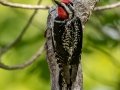 Yellow-bellied Sapsucker - JUNE 7 2022 - Acadia NP - Duck Brook Road - Hancock County - Maine