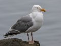 Herring Gull - JUNE 13 2022 - Lubac Flats - Inn at the Wharf - Washington County - Maine