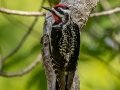 Yellow-bellied Sapsucker - JUNE 7 2022 - Acadia NP - Duck Brook Road - Hancock County - Maine