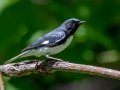 Black-throated Blue Warbler - JUNE 10 2022 - 04605 -Waltham US-ME - Hancock County - Maine
