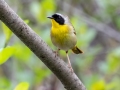 Common Yellowthroat - JUNE 1 2022 - Brownfield Bog WMA - Oxford County - Maine