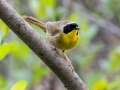 Common Yellowthroat - JUNE 1 2022 - Brownfield Bog WMA - Oxford County - Maine