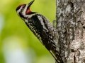 Yellow-bellied Sapsucker - JUNE 7 2022 - Acadia NP - Duck Brook Road - Hancock County - Maine