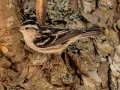 Black-and-white  Warbler - JUNE 10 2022 - 04605 -Waltham US-ME - Hancock County - Maine