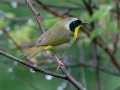 Common Yellowthroat - JUNE 13 2022 - Lubec Flats - Pike's Puddle and Mudflats - Washington County - Maine