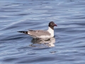 Laughing Gull - JUNE 15 2022 - Port Clyde Harbor - Knox County - Maine