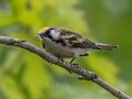 Chestnut-sided Warbler - JUNE 1 2022 - Brownfield Bog WMA - Oxford County - Maine