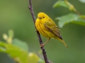 Yellow Warbler - JUNE 13 2022 - Lubec Flats - Pike's Puddle and Mudflats - Washington County - Maine