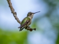 Ruby-throated Hummingbird - JUNE 7 2022 - Acadia NP - Duck Brook Road - Hancock County - Maine