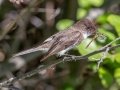 Eastern Phoebe - JUNE 5 2022 - Viles Arboretum - Kennebec County - Maine