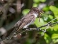 Eastern Phoebe - JUNE 5 2022 - Viles Arboretum - Kennebec County - Maine