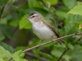 Red-eyed Vireo - JUNE 1 2022 - Brownfield Bog WMA - Oxford County - Maine