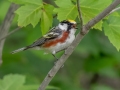 Chestnut-sided Warbler - JUNE 1 2022 - Brownfield Bog WMA - Oxford County - Maine