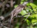 Eastern Phoebe - JUNE 5 2022 - Viles Arboretum - Kennebec County - Maine