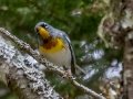 Northern Parula - JUNE 10 2022 - 04605 -Waltham US-ME - Hancock County - Maine