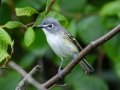 Blue-headed Vireo - JUNE 13 2022 - Lubec Flats - Pike's Puddle and Mudflats - Washington County - Maine