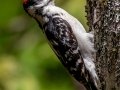Hairy Woodpecker - JUNE 7 2022 - Acadia NP - Jesup Path - Hancock County - Maine