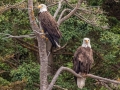 Bald Eagles - Otter Island - Knox County - Maine