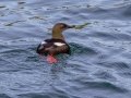 Black Guillemot - JUNE 15 2022 - Monhegan Island - Lincoln County - Maine